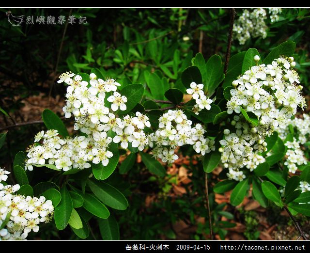 薔薇科-火刺木_12.jpg