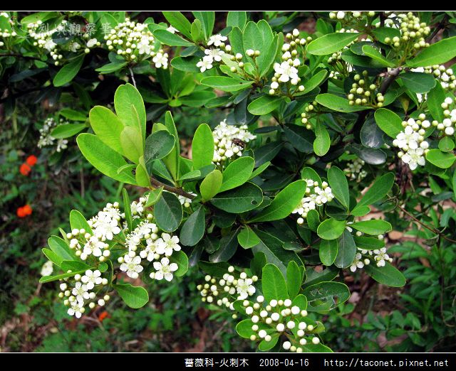 薔薇科-火刺木_08.jpg
