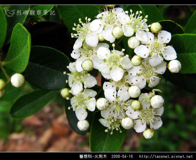 薔薇科-火刺木_07.jpg