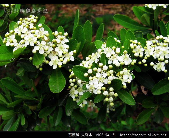 薔薇科-火刺木_05.jpg