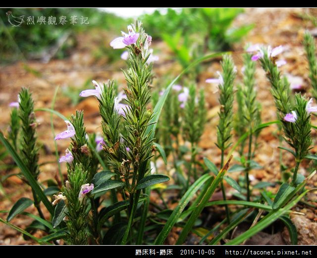 爵床科-爵床_07.jpg