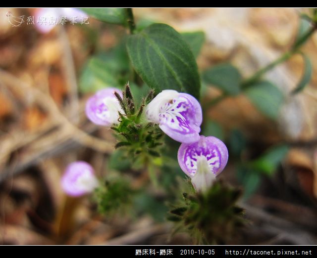 爵床科-爵床_02.jpg