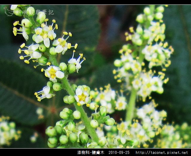 漆樹科-鹽膚木相簿封面