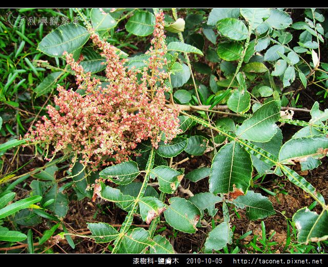 漆樹科-鹽膚木_08.jpg