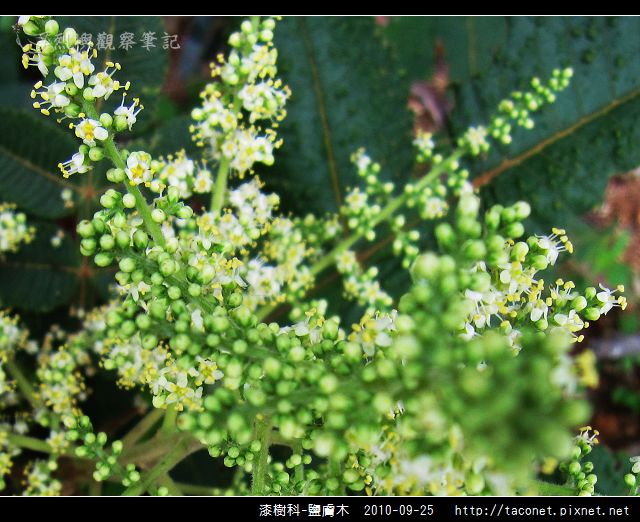 漆樹科-鹽膚木_07.jpg