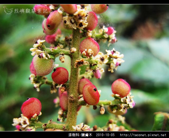 漆樹科-鹽膚木_06.jpg
