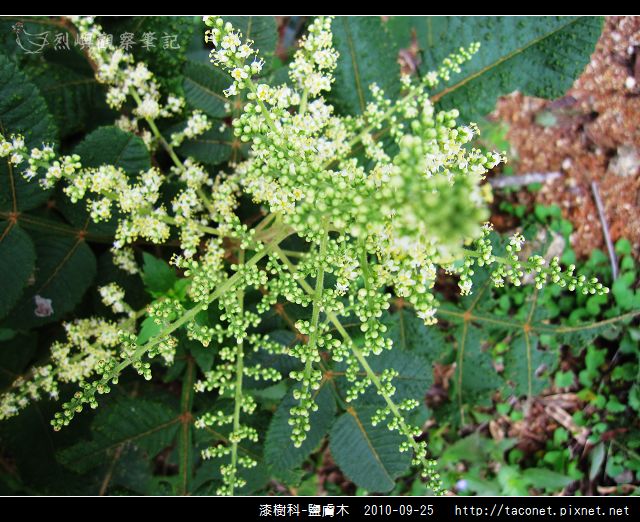 漆樹科-鹽膚木_03.jpg