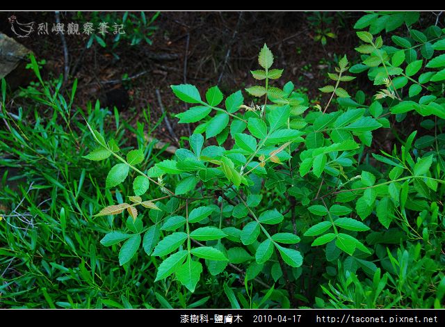 漆樹科-鹽膚木_02.jpg