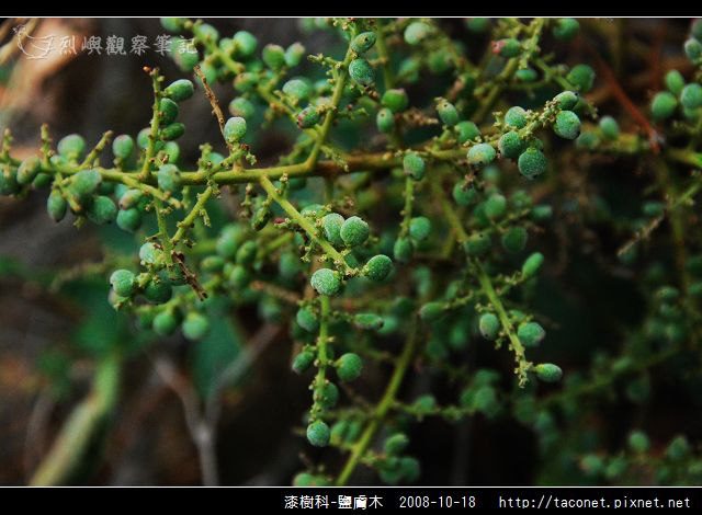 漆樹科-鹽膚木_01.jpg