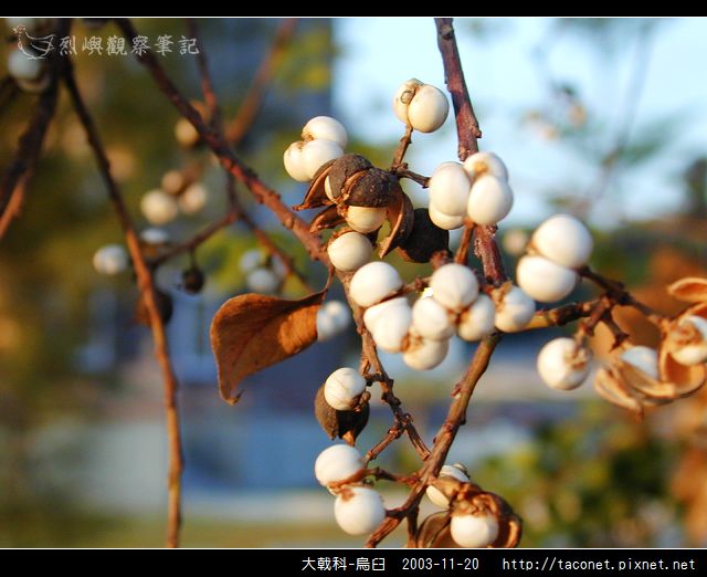 大戟科-烏臼_08.jpg