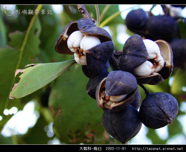 大戟科-烏臼_03.jpg