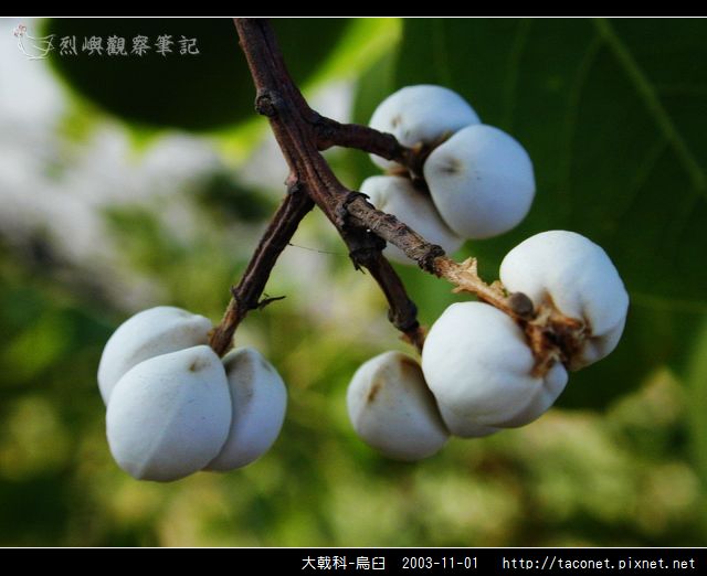 大戟科-烏臼_02.jpg