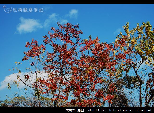 大戟科-烏臼_15.jpg