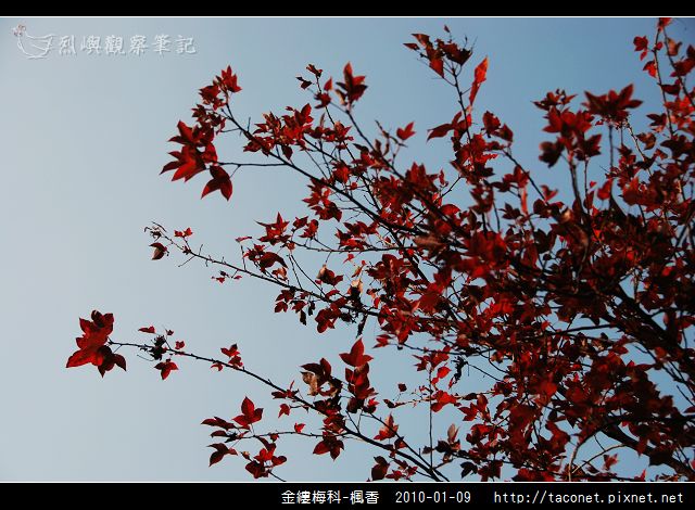 金縷梅科-楓香_30.jpg