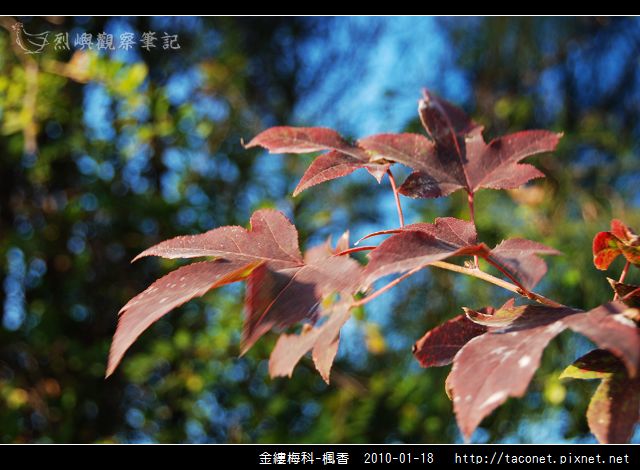 金縷梅科-楓香_27.jpg