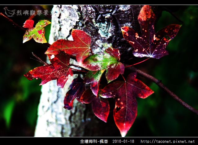 金縷梅科-楓香_26.jpg