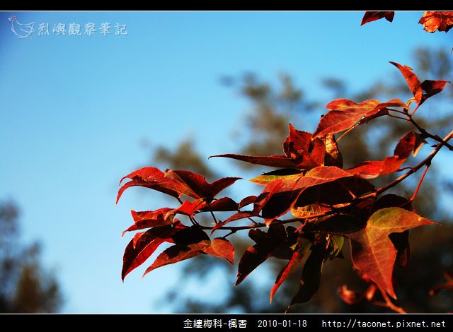 金縷梅科-楓香_25.jpg
