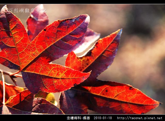 金縷梅科-楓香_23.jpg