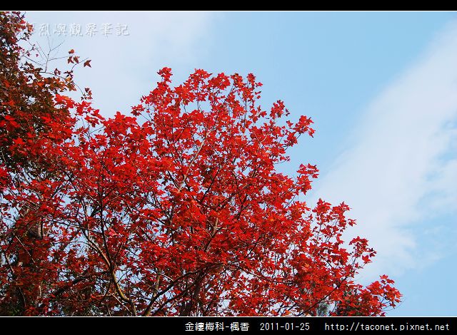 金縷梅科-楓香_17.jpg