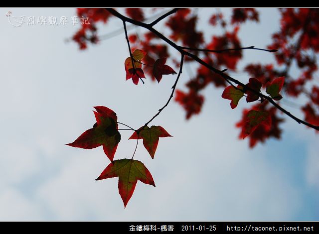 金縷梅科-楓香_15.jpg