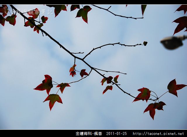 金縷梅科-楓香_14.jpg