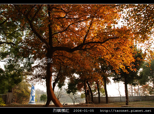 烈嶼楓紅 _06.jpg