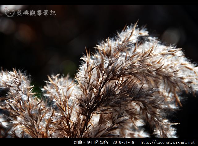 烈噢。冬日的顏色_08.jpg