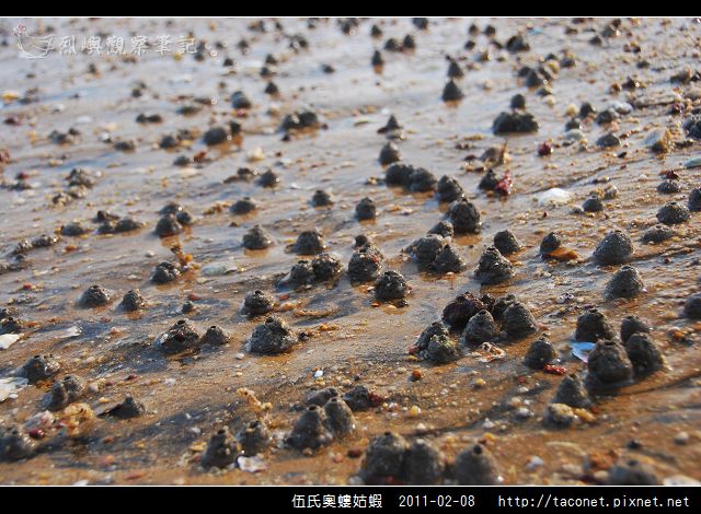 伍氏奧螻姑蝦_14.jpg