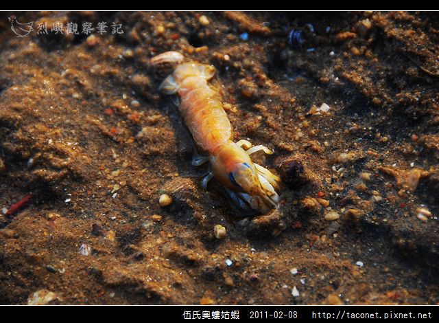伍氏奧螻姑蝦_05.jpg