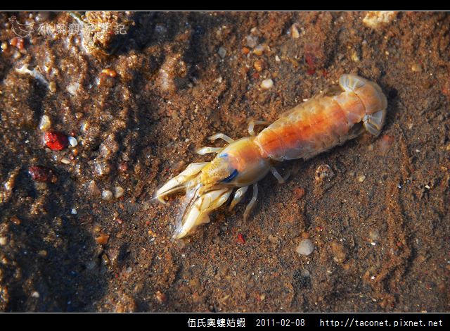 伍氏奧螻姑蝦_03.jpg