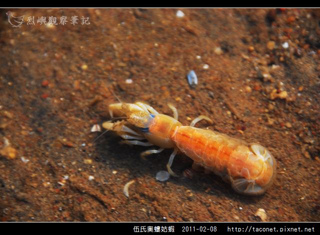 伍氏奧螻姑蝦_02.jpg