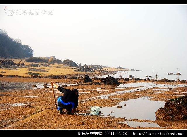伍氏奧螻姑蝦_01.jpg