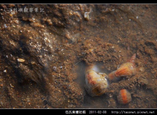 伍氏奧螻姑蝦_12.jpg