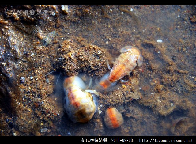 伍氏奧螻姑蝦_11.jpg