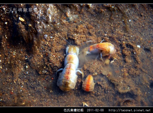 伍氏奧螻姑蝦_10.jpg