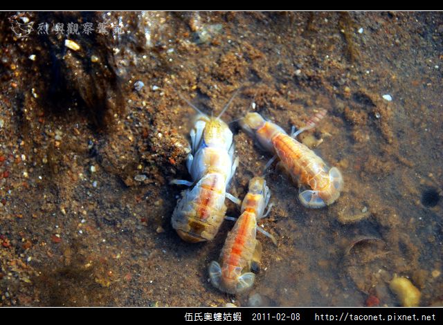 伍氏奧螻姑蝦_09.jpg