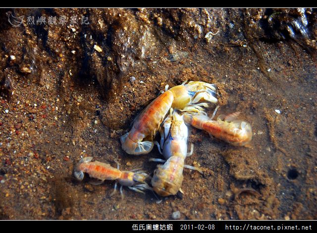 伍氏奧螻姑蝦_08.jpg