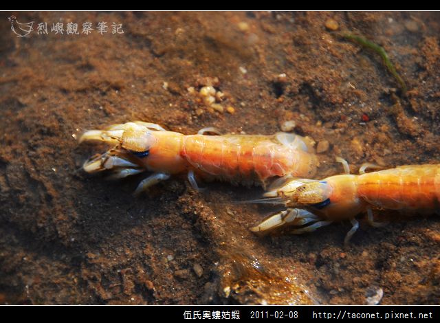 伍氏奧螻姑蝦_06.jpg