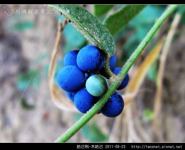 防己科-木防己_13.jpg