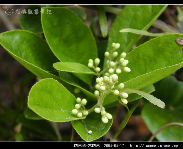 防己科-木防己_01.jpg