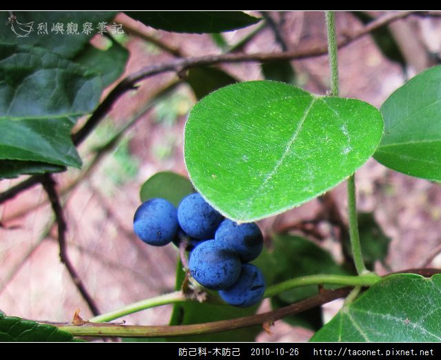 防己科-木防己_06.jpg