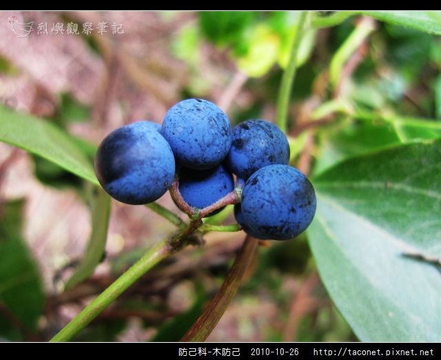 防己科-木防己_04.jpg