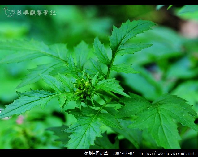 菊科-昭和草_10.jpg