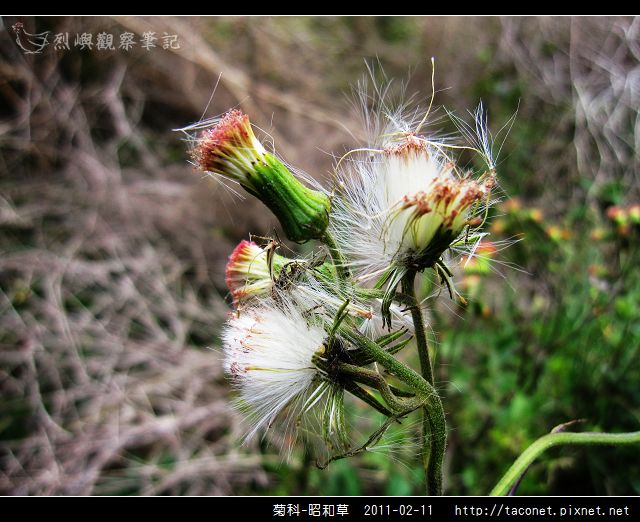 菊科-昭和草_09.jpg
