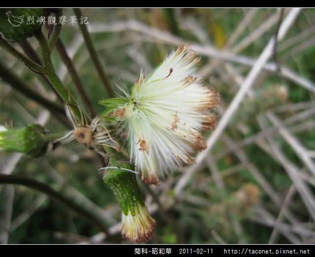 菊科-昭和草_08.jpg