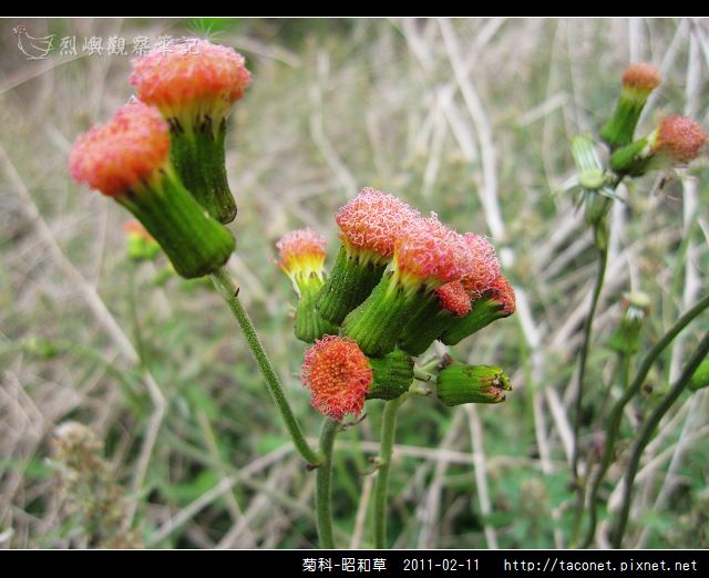 菊科-昭和草_07.jpg