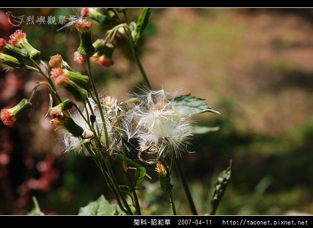 菊科-昭和草_06.jpg