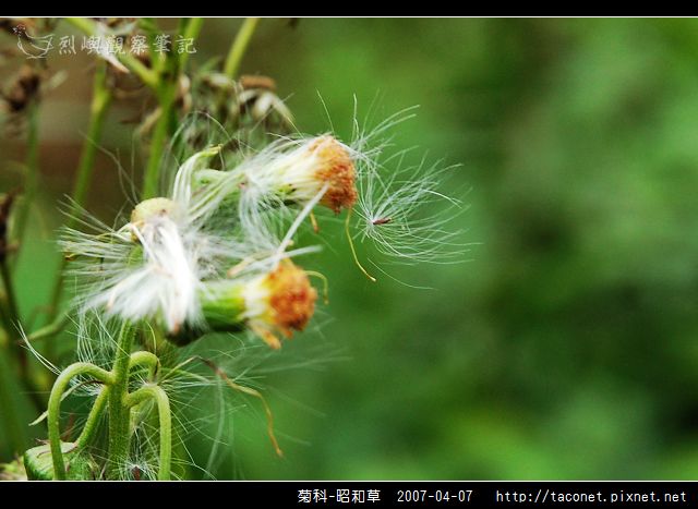 菊科-昭和草_05.jpg
