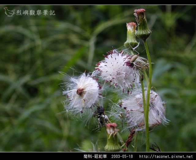 菊科-昭和草_04.jpg