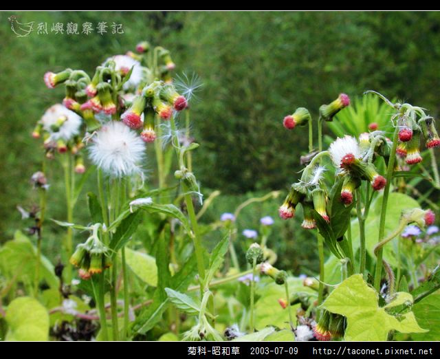 菊科-昭和草_02.jpg